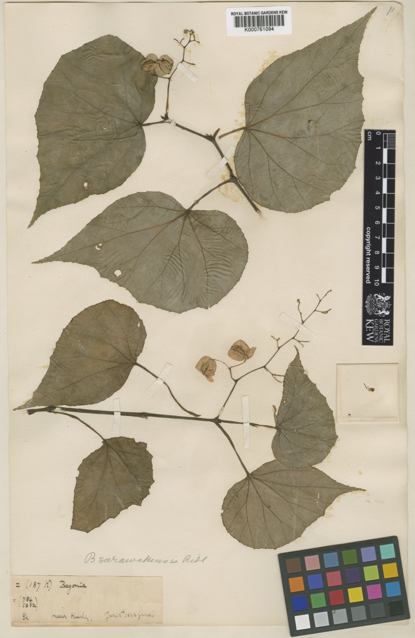 B. sarawakensis